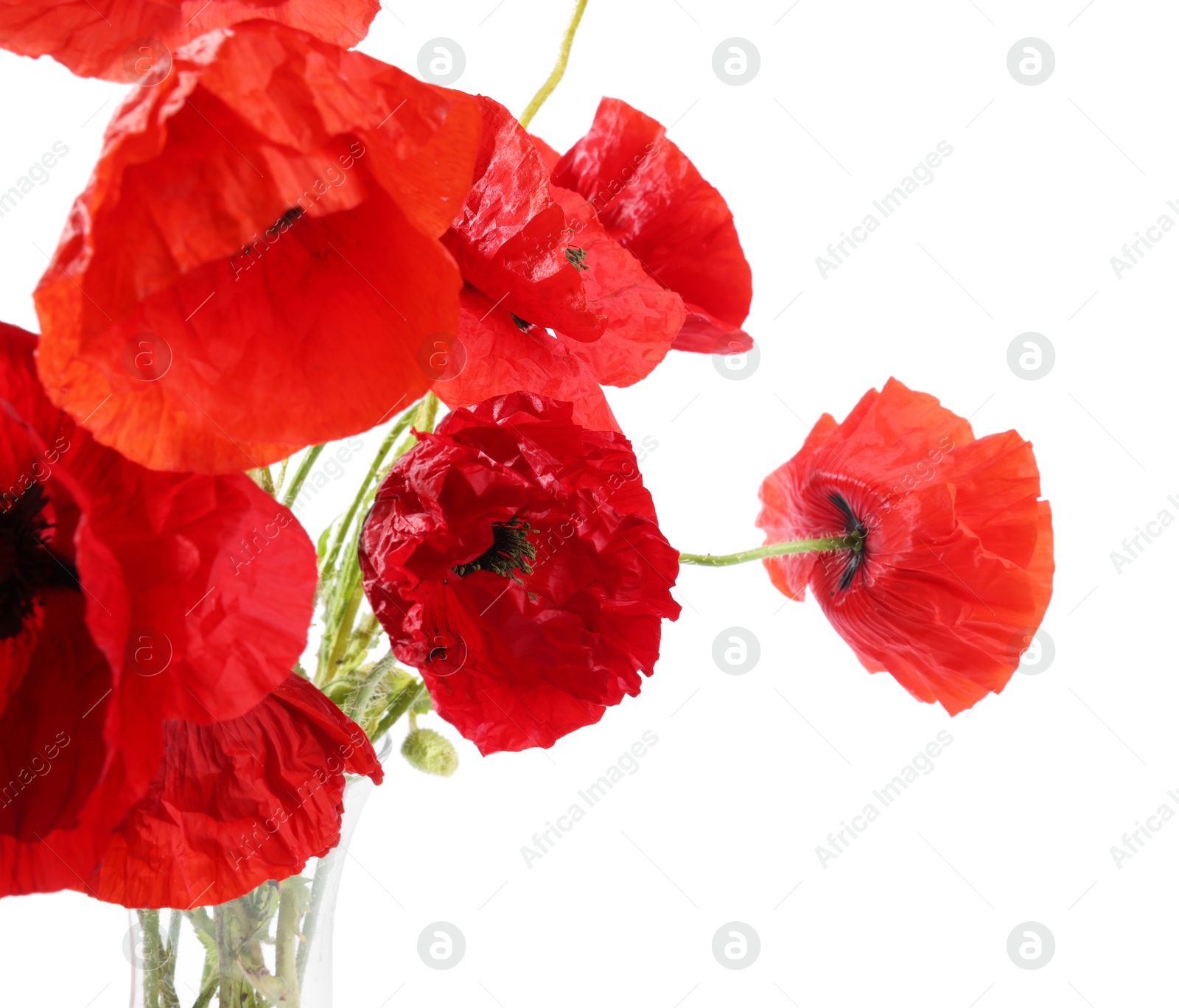 Bouquet of beautiful poppy flowers isolated on white Photo of Bouquet of beautiful poppy flowers isolated on white
