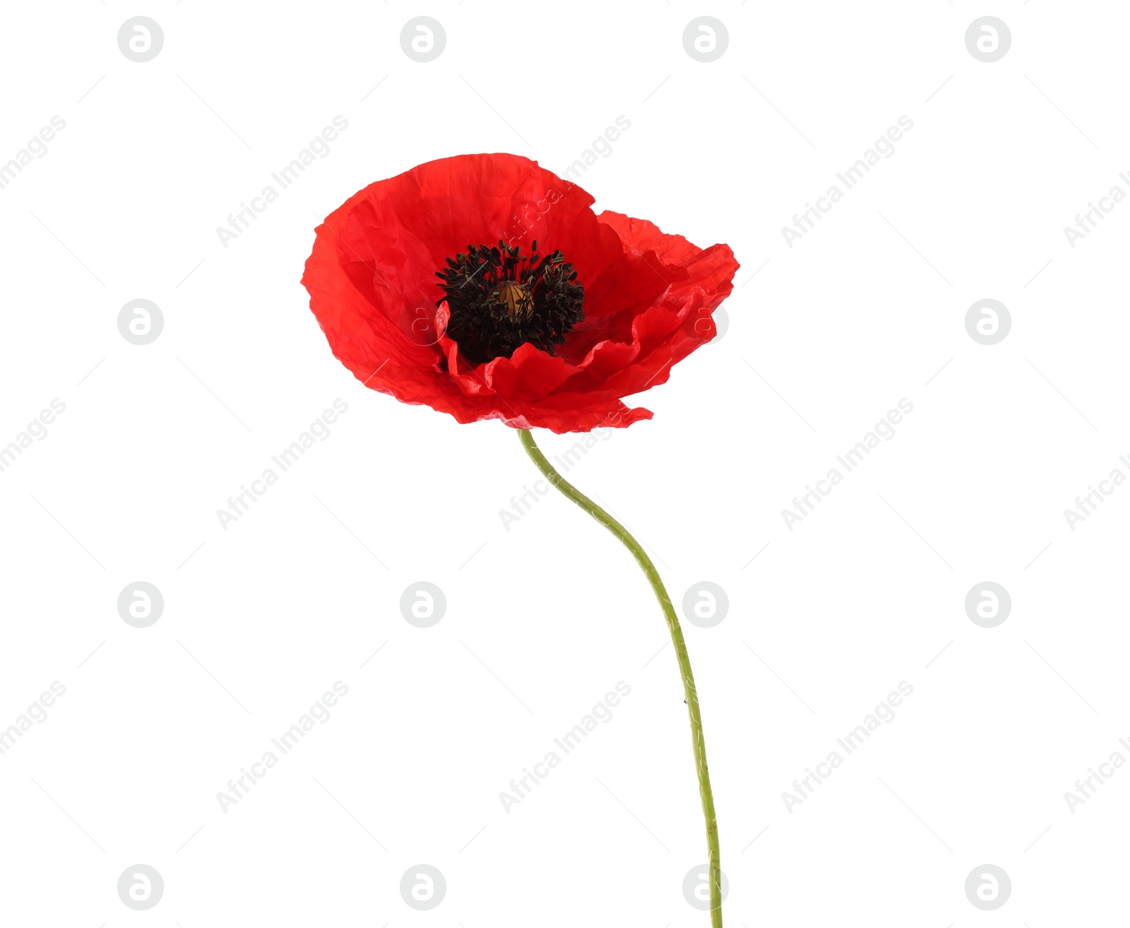 One beautiful poppy flower isolated on white Photo of One beautiful poppy flower isolated on white