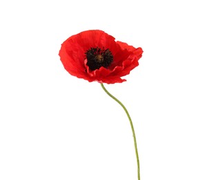 Photo of One beautiful poppy flower isolated on white