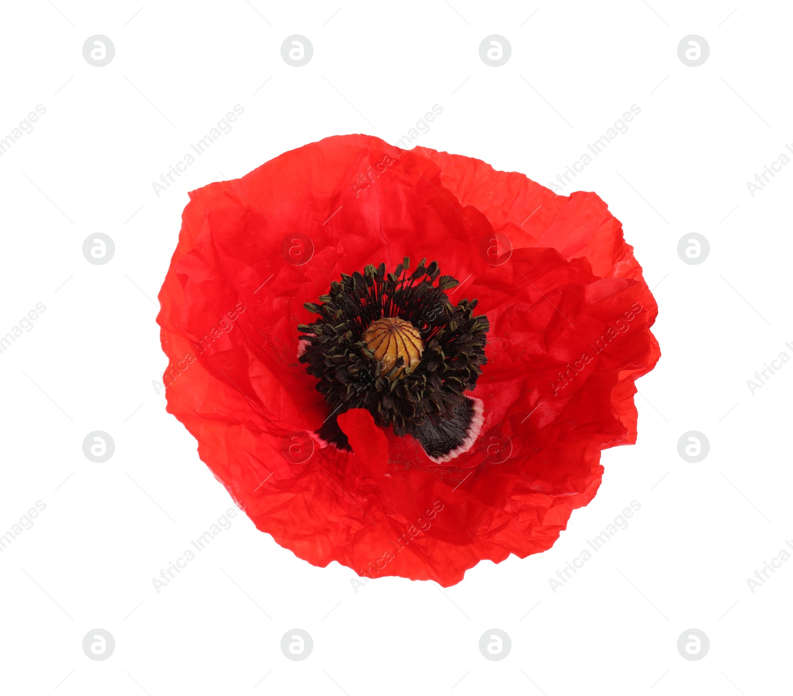One beautiful poppy flower isolated on white Photo of One beautiful poppy flower isolated on white