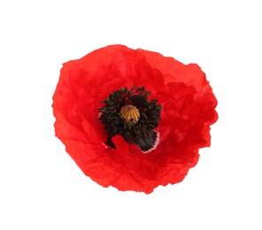 Photo of One beautiful poppy flower isolated on white