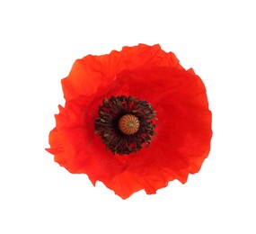 Photo of One beautiful poppy flower isolated on white