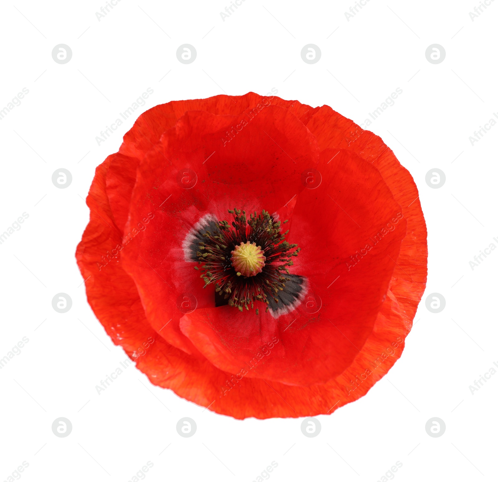 One beautiful poppy flower isolated on white Photo of One beautiful poppy flower isolated on white