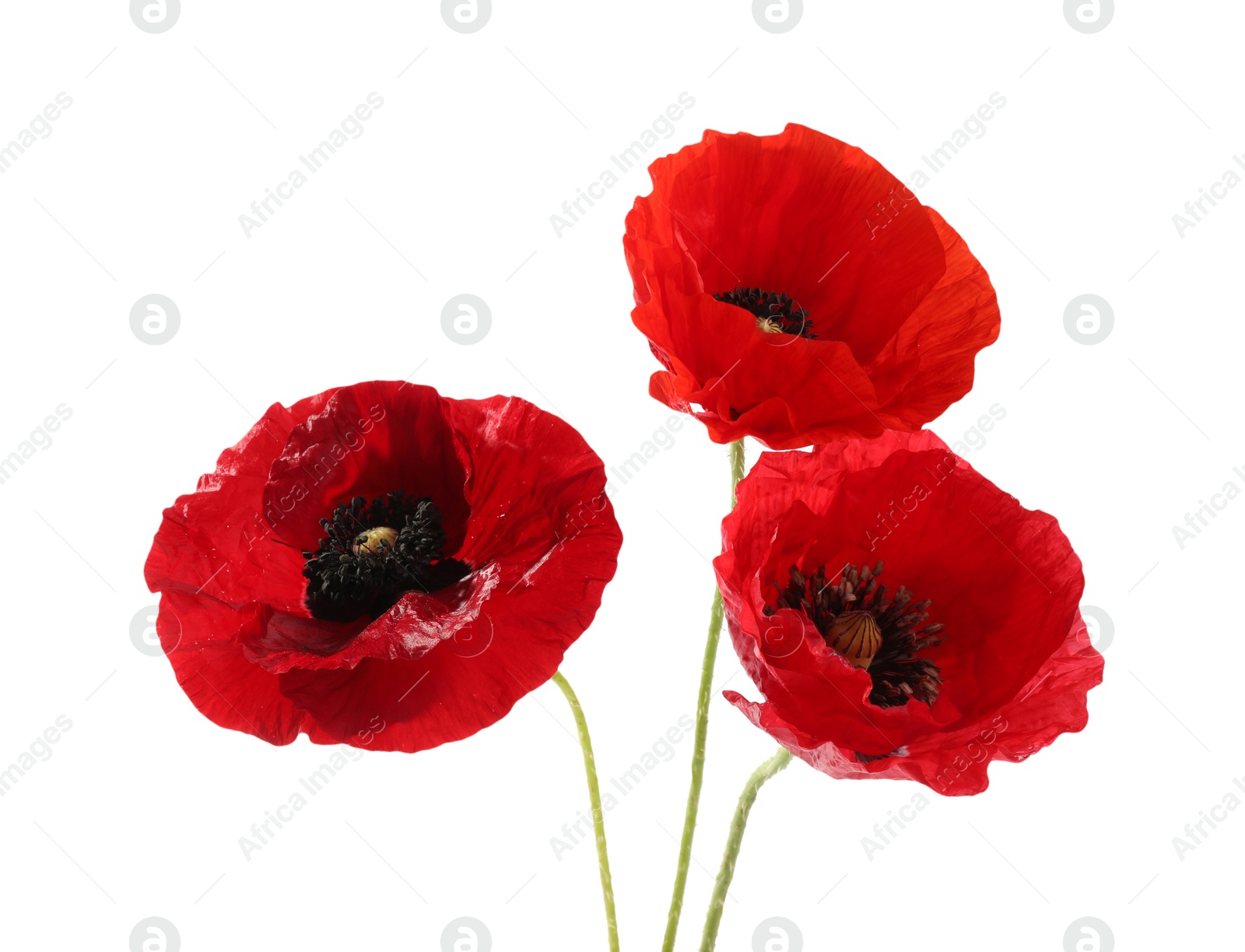 Bouquet of beautiful poppy flowers isolated on white Photo of Bouquet of beautiful poppy flowers isolated on white