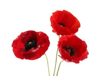 Photo of Bouquet of beautiful poppy flowers isolated on white