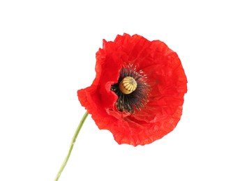 Photo of One beautiful poppy flower isolated on white