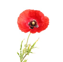 Photo of One beautiful poppy flower isolated on white