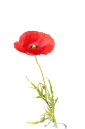 Photo of One beautiful poppy flower isolated on white
