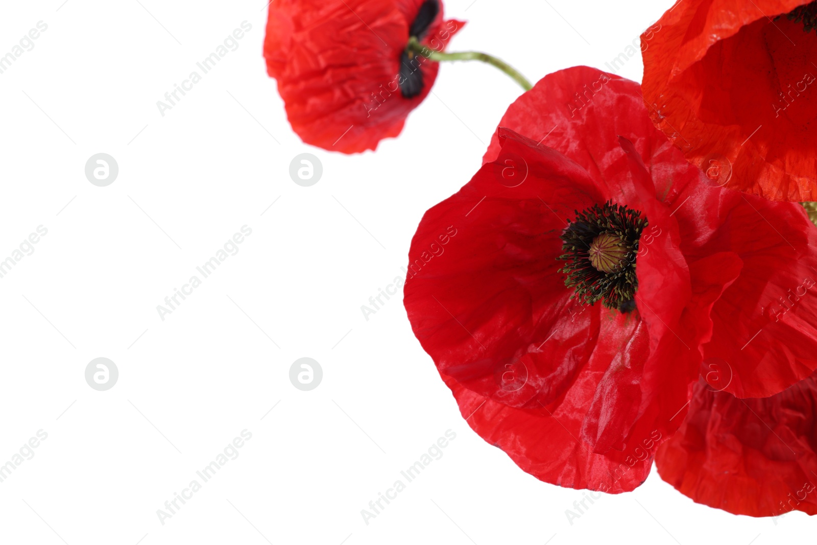 Bouquet of beautiful poppy flowers isolated on white Photo of Bouquet of beautiful poppy flowers isolated on white