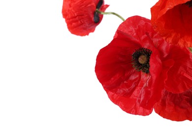 Photo of Bouquet of beautiful poppy flowers isolated on white