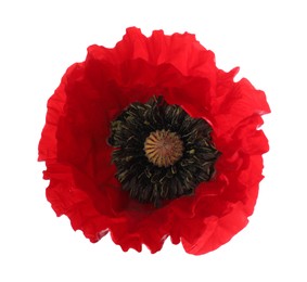 Photo of One beautiful poppy flower isolated on white