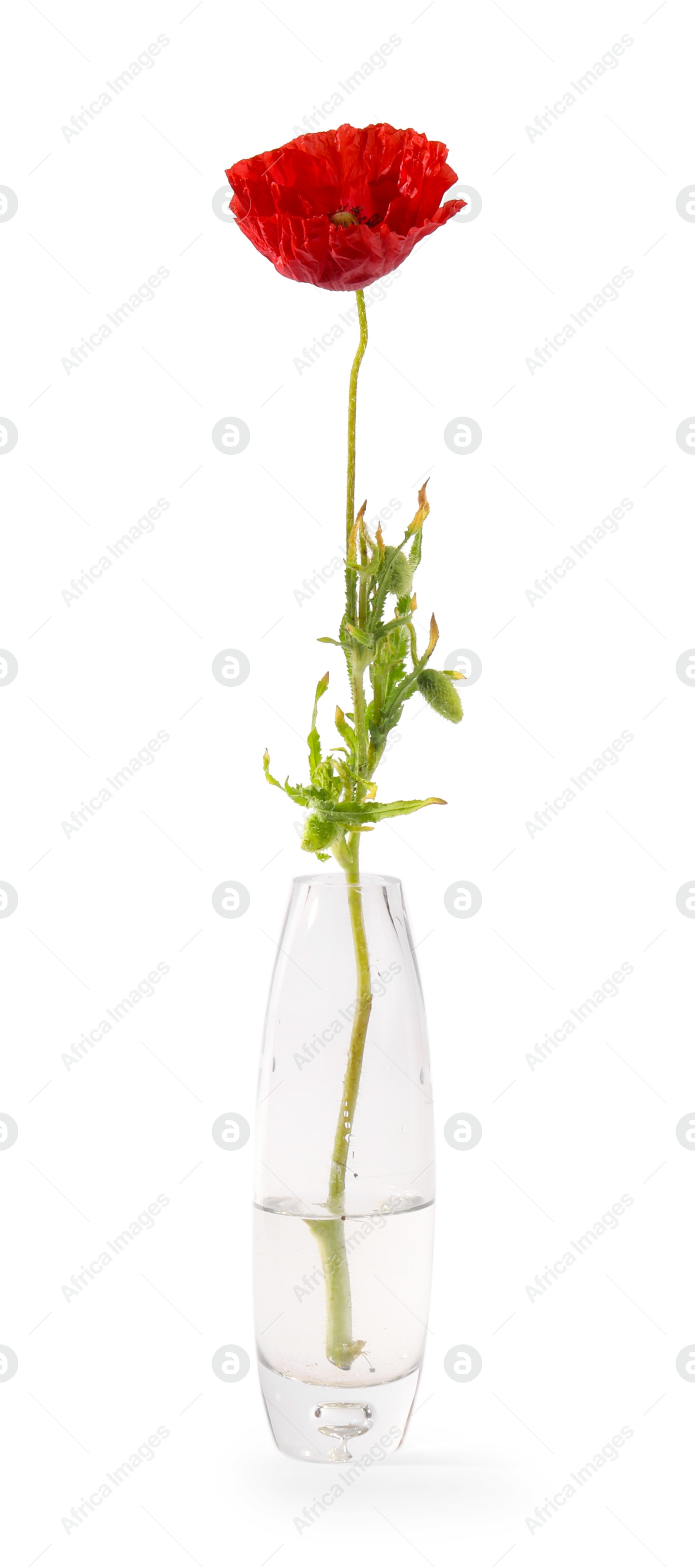 One beautiful poppy flower in vase isolated on white Photo of One beautiful poppy flower in vase isolated on white