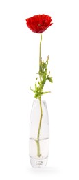 Photo of One beautiful poppy flower in vase isolated on white