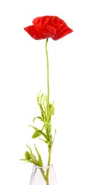 Photo of One beautiful poppy flower in vase isolated on white
