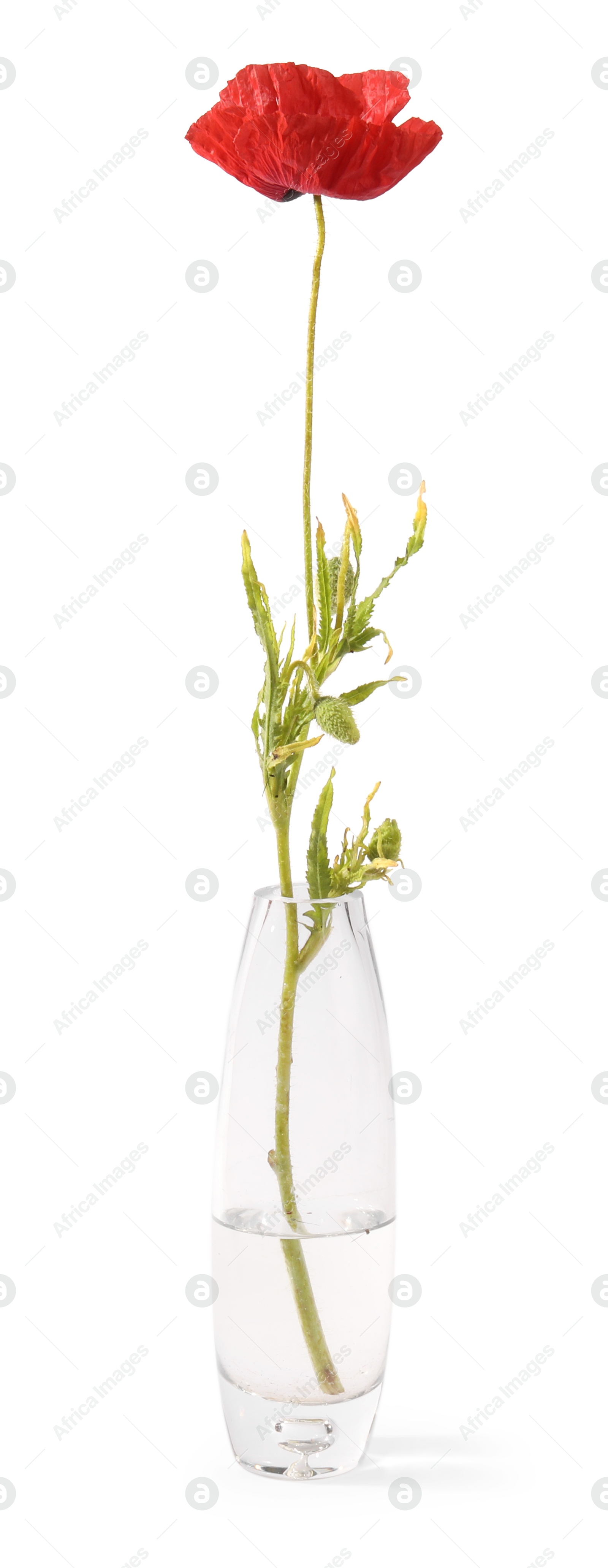 One beautiful poppy flower in vase isolated on white Photo of One beautiful poppy flower in vase isolated on white