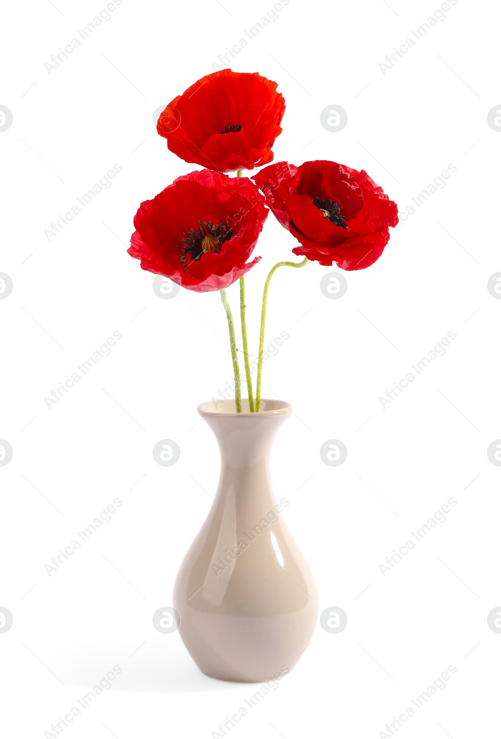 Bouquet of beautiful poppy flowers in vase isolated on white Photo of Bouquet of beautiful poppy flowers in vase isolated on white