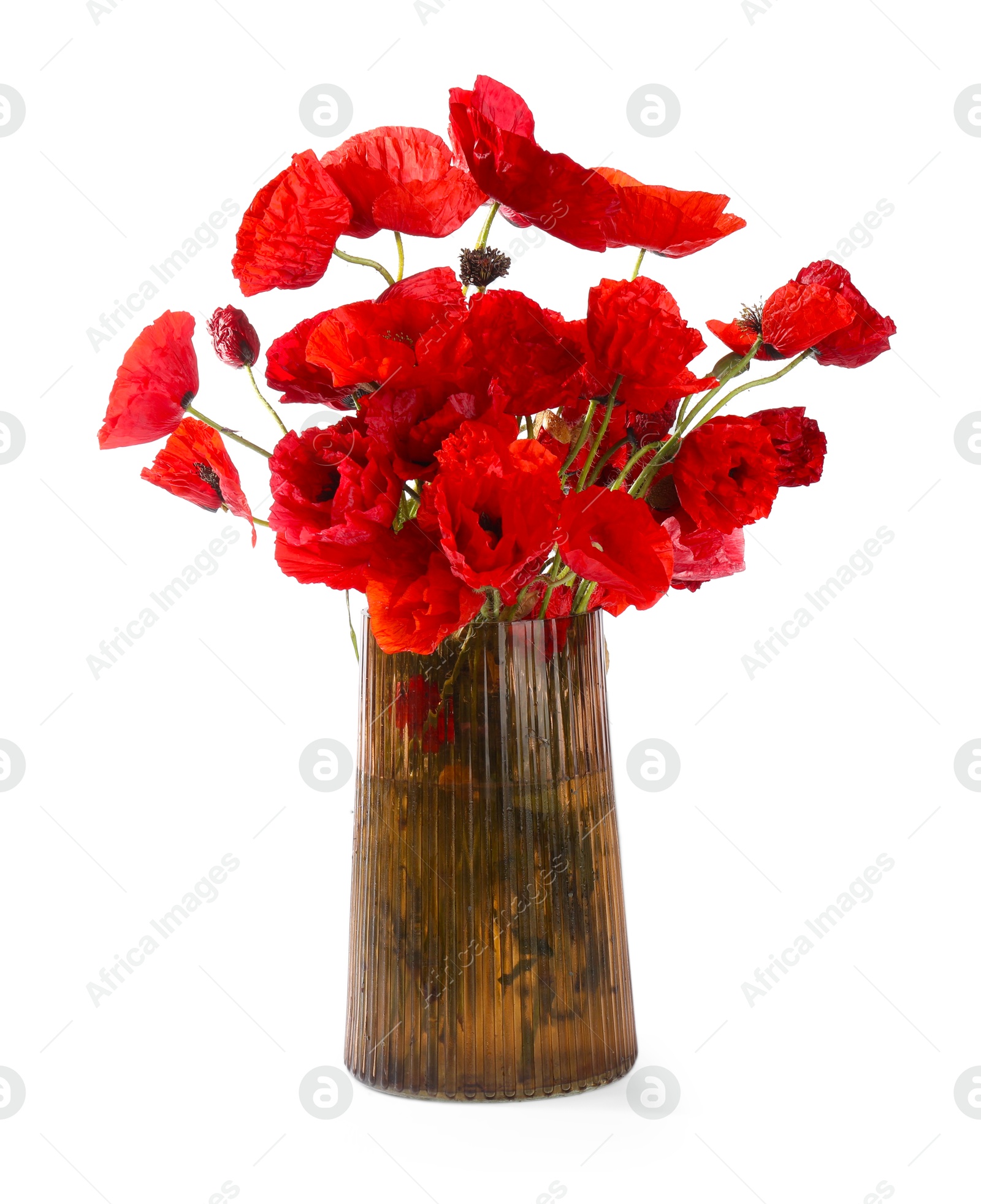 Bouquet of beautiful poppy flowers in vase isolated on white Photo of Bouquet of beautiful poppy flowers in vase isolated on white
