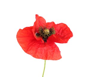 Photo of One beautiful poppy flower isolated on white
