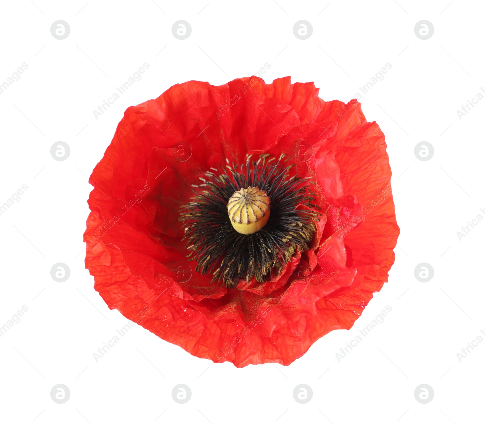 One beautiful poppy flower isolated on white Photo of One beautiful poppy flower isolated on white