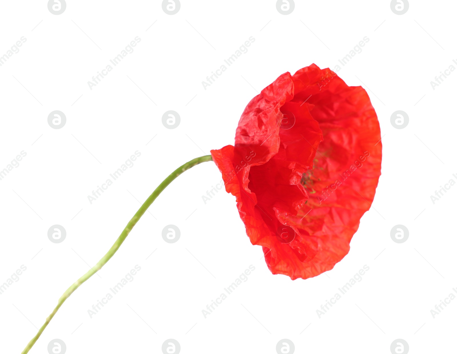 One beautiful poppy flower isolated on white Photo of One beautiful poppy flower isolated on white