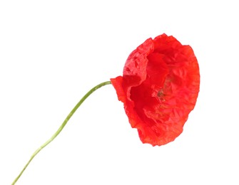 Photo of One beautiful poppy flower isolated on white