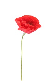 Photo of One beautiful poppy flower isolated on white