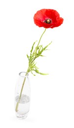 Photo of One beautiful poppy flower in vase isolated on white