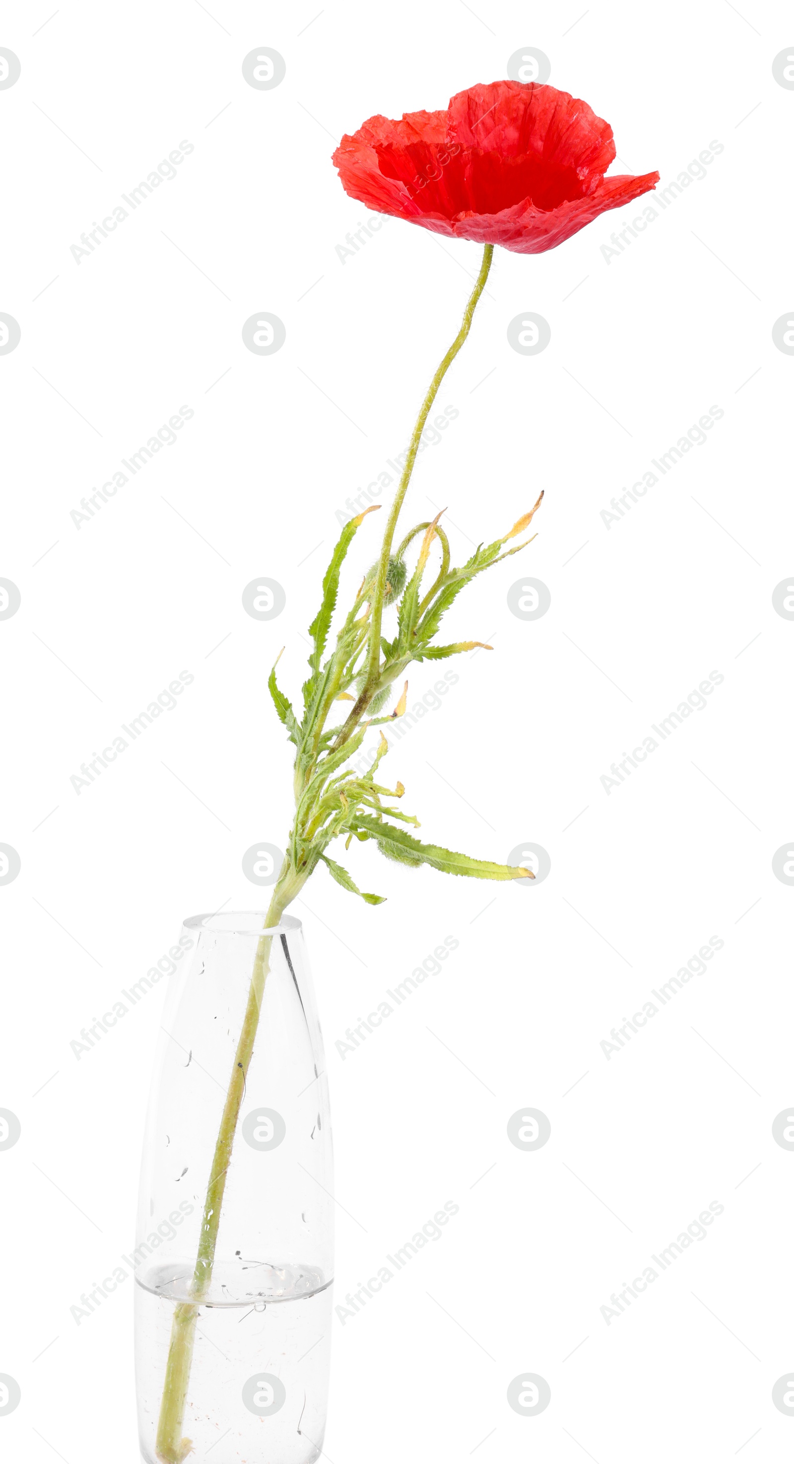 Photo of One beautiful poppy flower in vase isolated on white