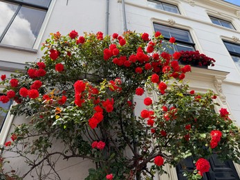 Photo of Bush of beautiful red roses on building wall outdoors, low angle view