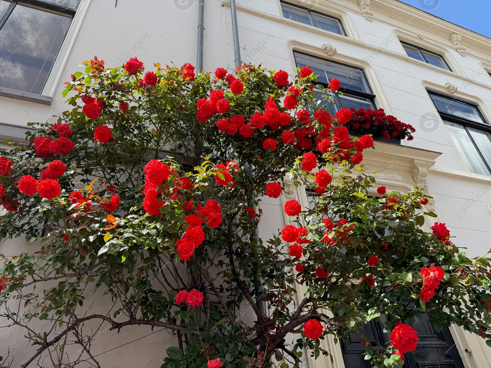 Bush of beautiful red roses on building wall outdoors, low angle view Photo of Bush of beautiful red roses on building wall outdoors, low angle view