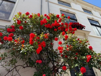 Photo of Bush of beautiful red roses on building wall outdoors, low angle view