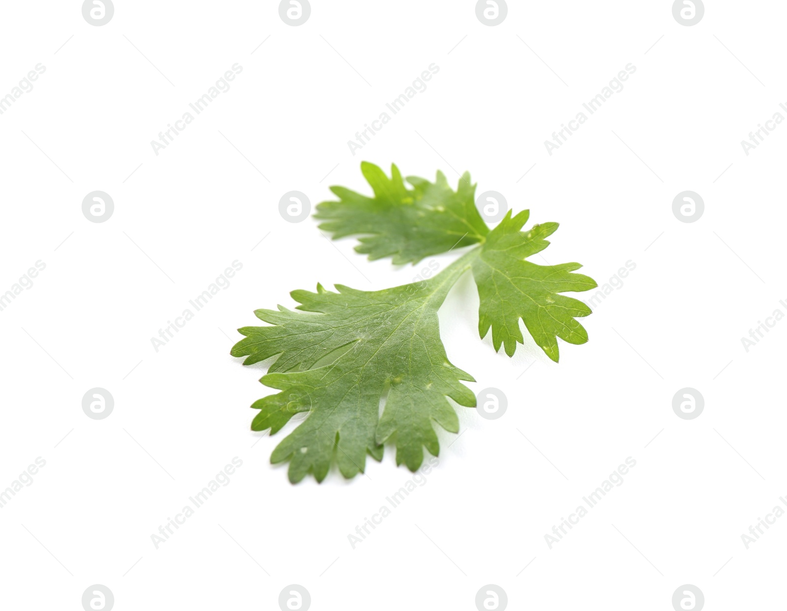 Leaf of aromatic cilantro isolated on white Photo of Leaf of aromatic cilantro isolated on white