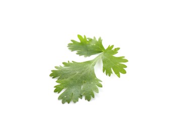 Photo of Leaf of aromatic cilantro isolated on white