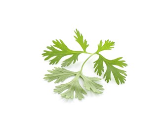 Photo of Leaf of aromatic cilantro isolated on white