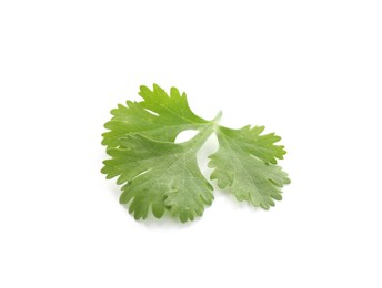 Photo of Leaf of aromatic cilantro isolated on white