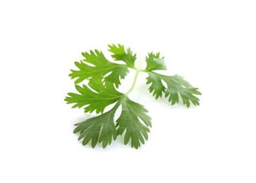 Photo of Leaf of aromatic cilantro isolated on white