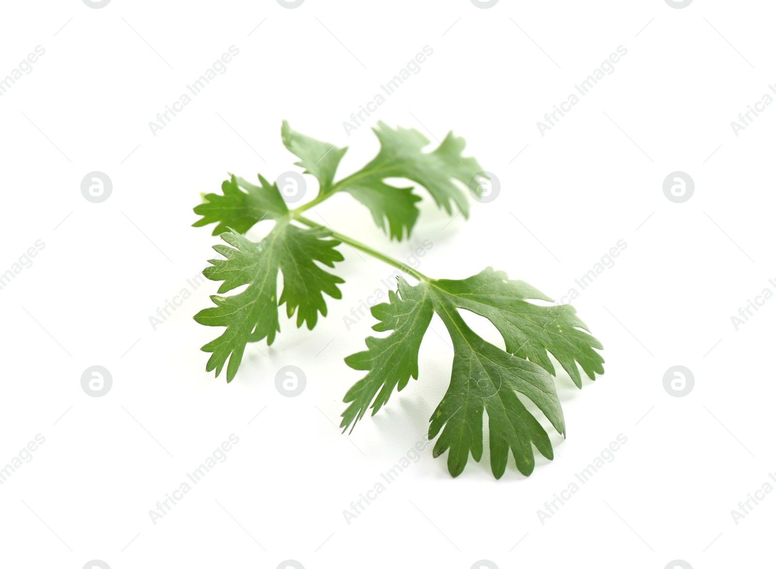 Leaf of aromatic cilantro isolated on white Photo of Leaf of aromatic cilantro isolated on white