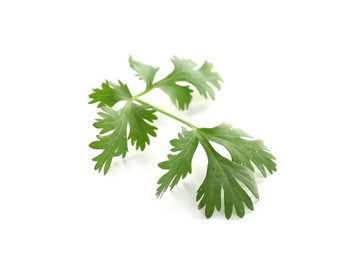 Photo of Leaf of aromatic cilantro isolated on white
