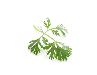 Photo of Leaf of aromatic cilantro isolated on white