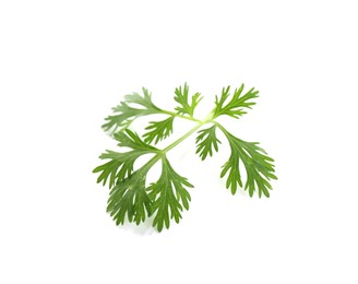 Photo of Leaf of aromatic cilantro isolated on white