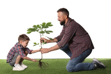 Photo of Father and his son planting tree into ground on white background