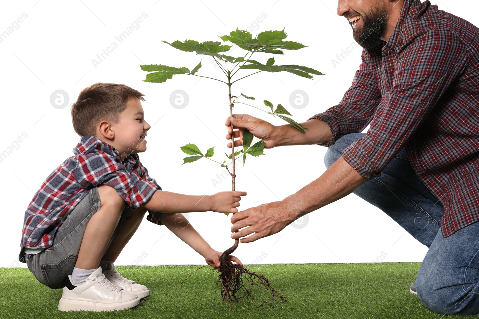 Father and his son planting tree into ground on white background, closeup Photo of Father and his son planting tree into ground on white background, closeup