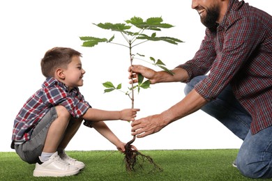 Photo of Father and his son planting tree into ground on white background, closeup