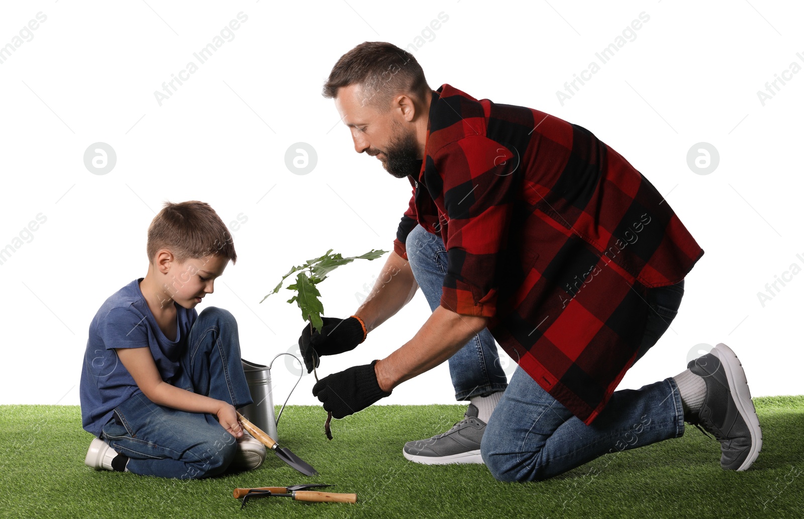 Father and his son planting tree into ground on white background Photo of Father and his son planting tree into ground on white background