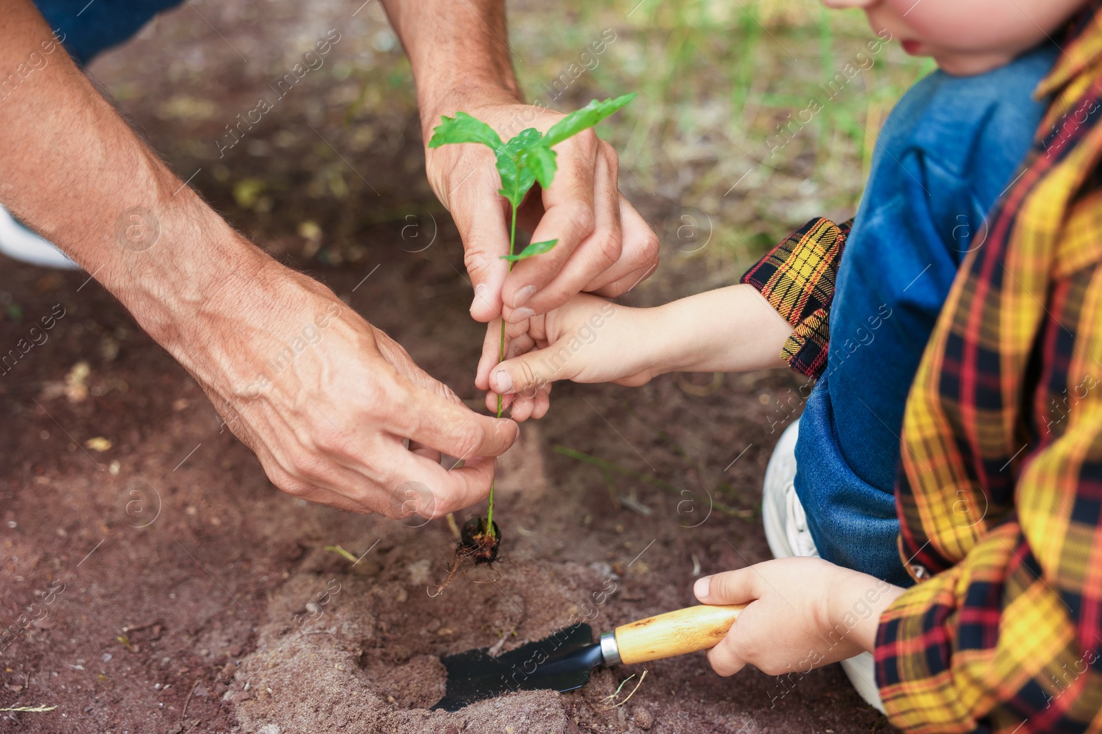 Father and his son planting tree into soil outdoors, closeup Photo of Father and his son planting tree into soil outdoors, closeup
