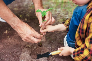 Photo of Father and his son planting tree into soil outdoors, closeup