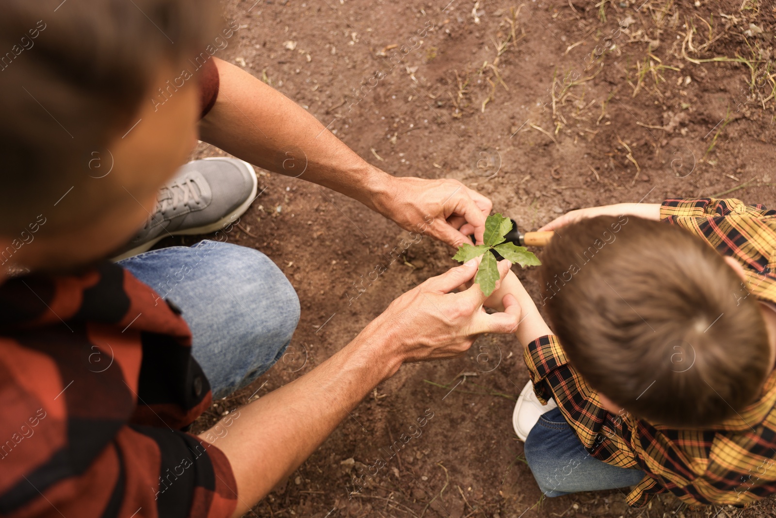 Photo of Father and his son planting tree into soil outdoors, above view