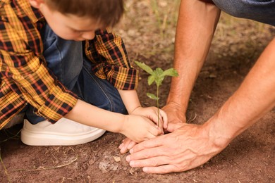 Photo of Father and his son planting tree into soil outdoors, closeup