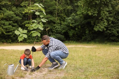 Photo of Father and his son planting tree into soil outdoors, space for text