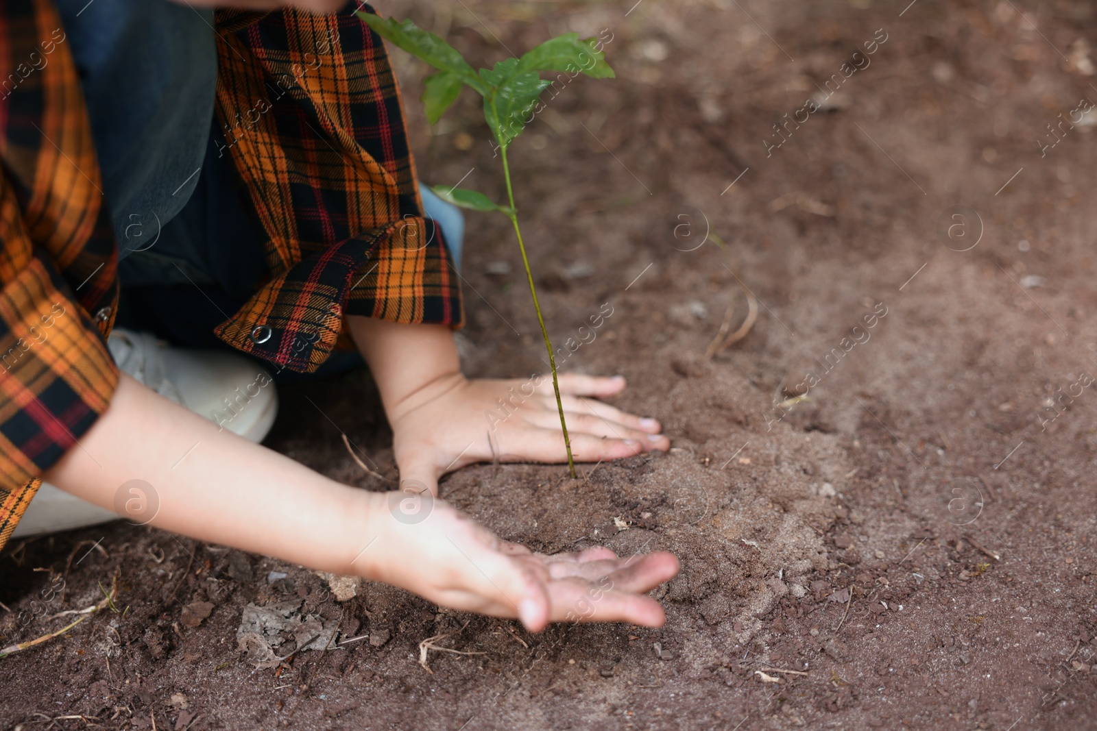 Little boy planting tree into soil outdoors, closeup. Space for text Photo of Little boy planting tree into soil outdoors, closeup. Space for text
